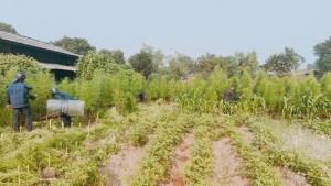 बारामा लगाइएको ७ कट्ठा गाँजाखेती प्रहरीद्वारा नष्ट
